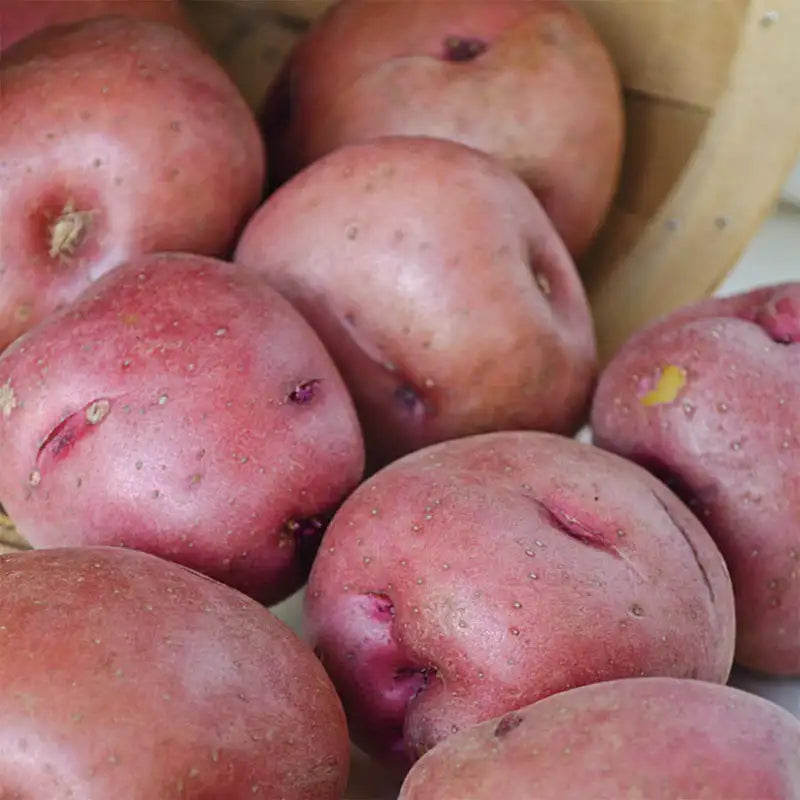 红庞蒂亚克土豆
